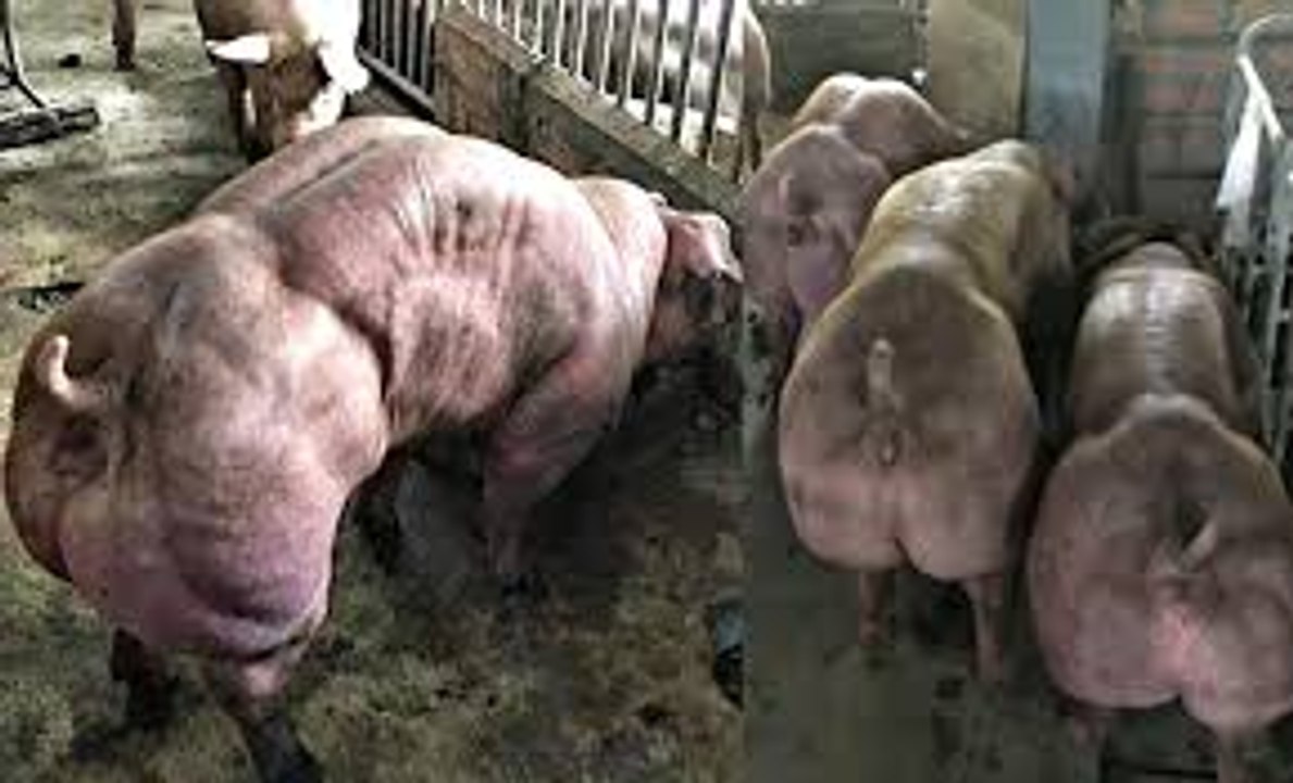 Porcos mutantes de uma granja no Camboja assustam internautas.