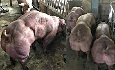 Porcos mutantes de uma granja no Camboja assustam internautas.