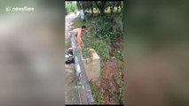 Motorist strips off to rescue drowning dog from flooded rive