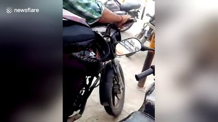 Petrol-addict monkey caught stealing fuel from bikes