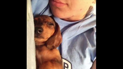 RIP VINE Compilation (Animal Edition)