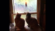 Cats Enjoying Window Mounted Bird Feeder