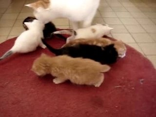 Les petites pattes 4