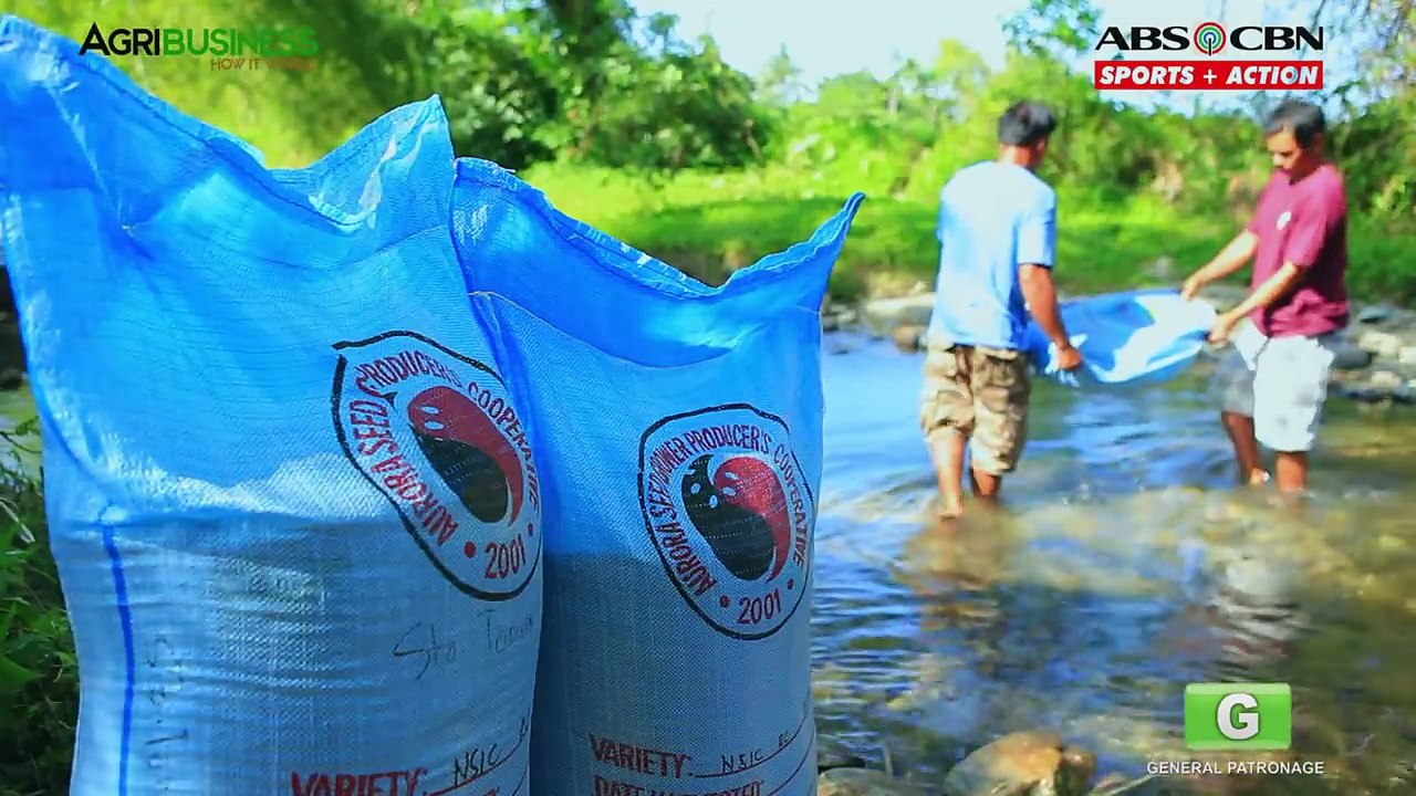 Rice Production Part 2 : Rice Production Process and Management | Agribusiness Philippines