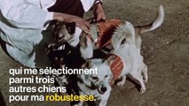 La chienne Laïka : le premier être vivant en orbite