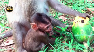 Cute Baby Monkey cries because Mum Bites Not Give a breastfeeding. Angkor Daily]159