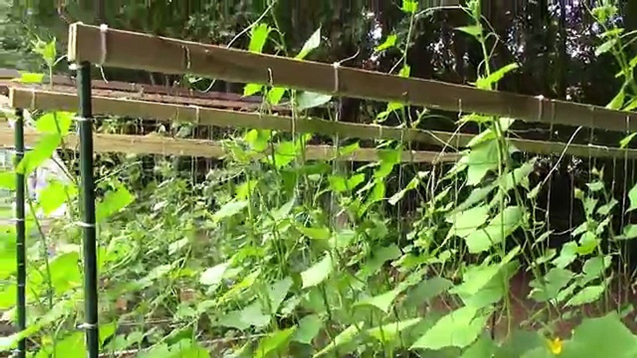 Raised Bed Garden Update 7 21 14