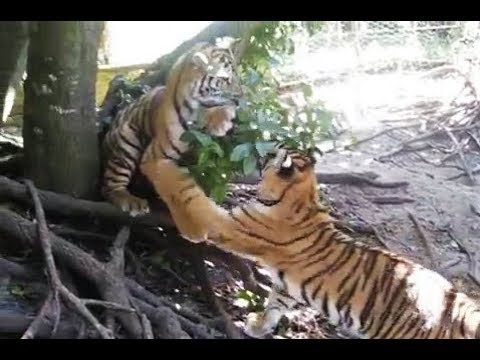 Tiger Picks on Sleepy Sibling at Park in South Africa