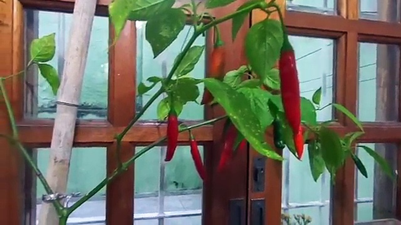 Como Fazer conserva de pimenta no azeite ou óleo.