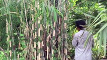 Creative Man Take Bamboo Create Bow for Shot Fish on the big Rice Field in Cambodia