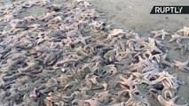 Like a Fish Outta Water? Thousands of Starfish Washed Ashore in Sakhalin