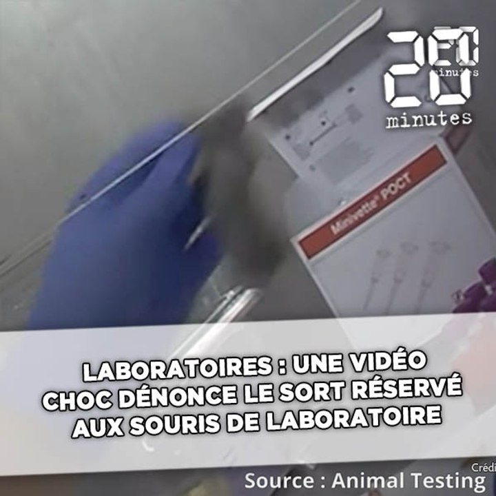 Laboratoires: Les images chocs d’une association pour dénoncer le sort réservé aux souris