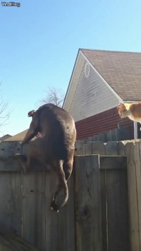 Ce chien jaloux veut faire comme le chat... trop marrant