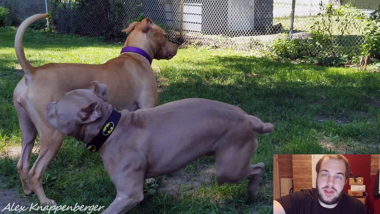 Meet Mady: Rescued Pit Bull Maced by Mailman and facing Euthanasia