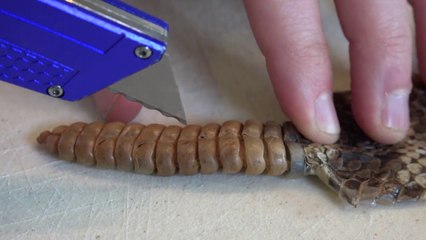 What's inside a Rattlesnake Rattle