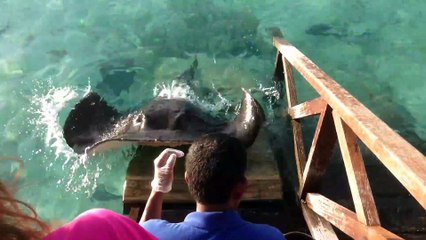 Insólito : una mantarraya se acerca para que le den de comer y la acaricien