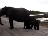 WATCH: Baby elephant sneezes and scares the heck out of himself