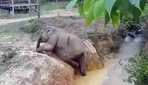 Baby elephant gets stuck in river and mom elephant comes to the rescue