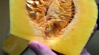 Butternut Pumpkin Squash [Cucurbita moschata - Doubeurre]