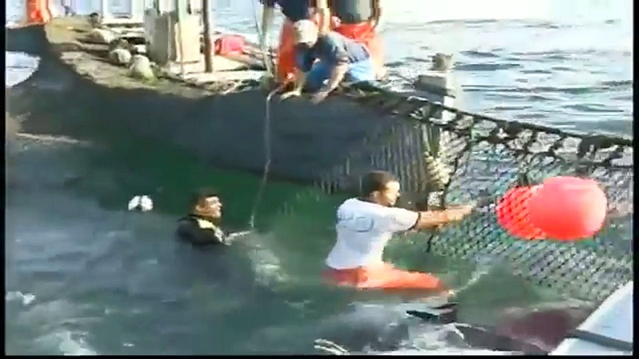 TAK DISANGKA, BEGINILAH PENANGKAPAN IKAN TUNA TERBESAR DI DUNIA