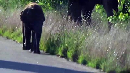 Brave baby elephant stands up to try and protect his mom