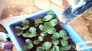 टिंडे को गमले में कैसे लगाए /सब्जियों की देखभाल /How to Grow Tinda in Pot With Update/Mammal Bonsai