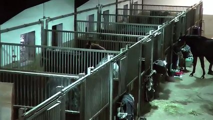 #FMA - Ein Tag am Stall