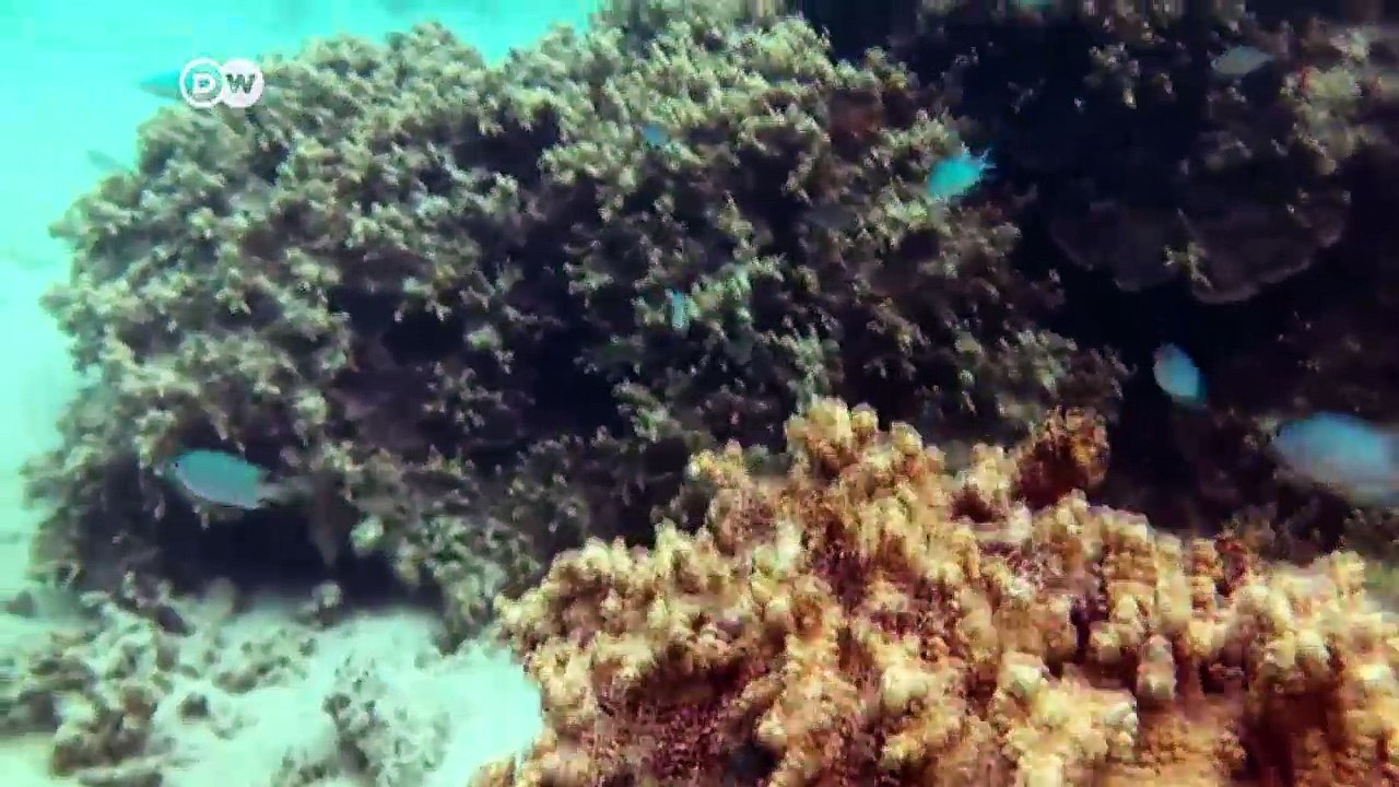 Reale Bedrohung: Die Fidschi-Inseln und der Klimawandel | DW Deutsch