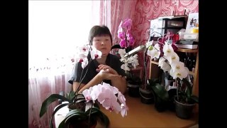 Мошкара в орхидеях .Что делать в таком случае.