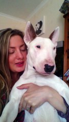 Lilly Bull-Terrier sings Ed Sheeran's Thinking out loud