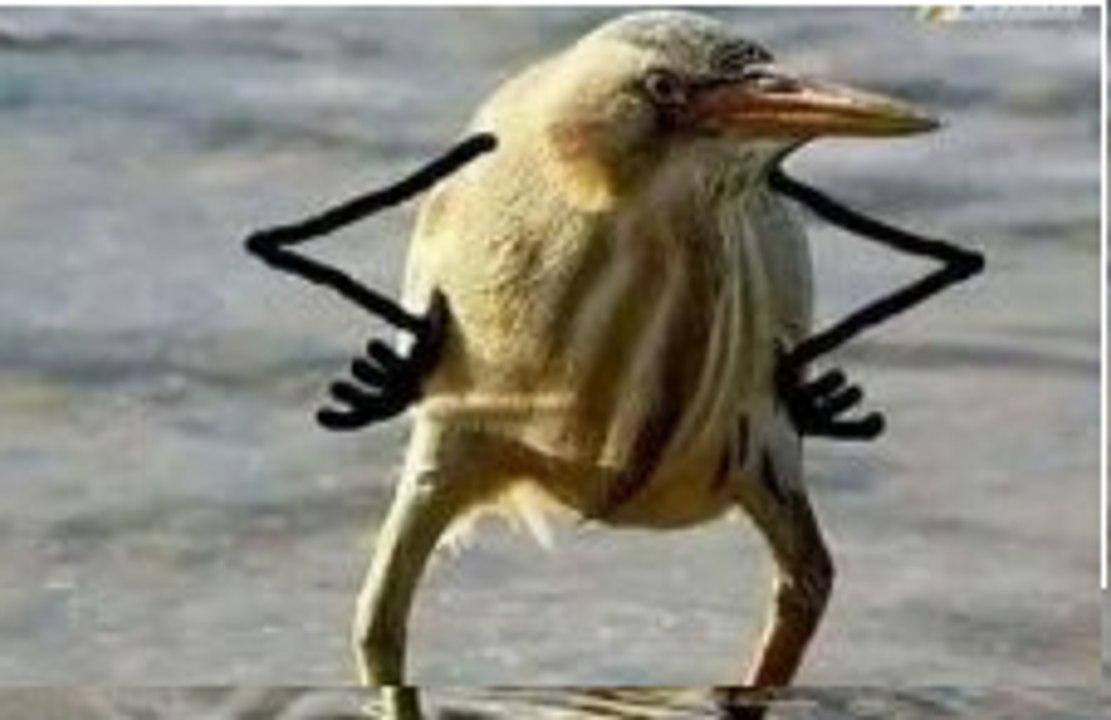 EN FAIT LES CAPTURES ACCESSOIRES DE POISSONS ! ACTUALLY - CATCH FISH - THAT'S IT ! ВООБЩЕ - ТО - РЫБУ ЛОВЯТ - ВОТ ТАК !