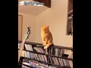 Ders Sırasında Konuşan Öğrenci Gören Öğretmen Gibi Bakan Kedi