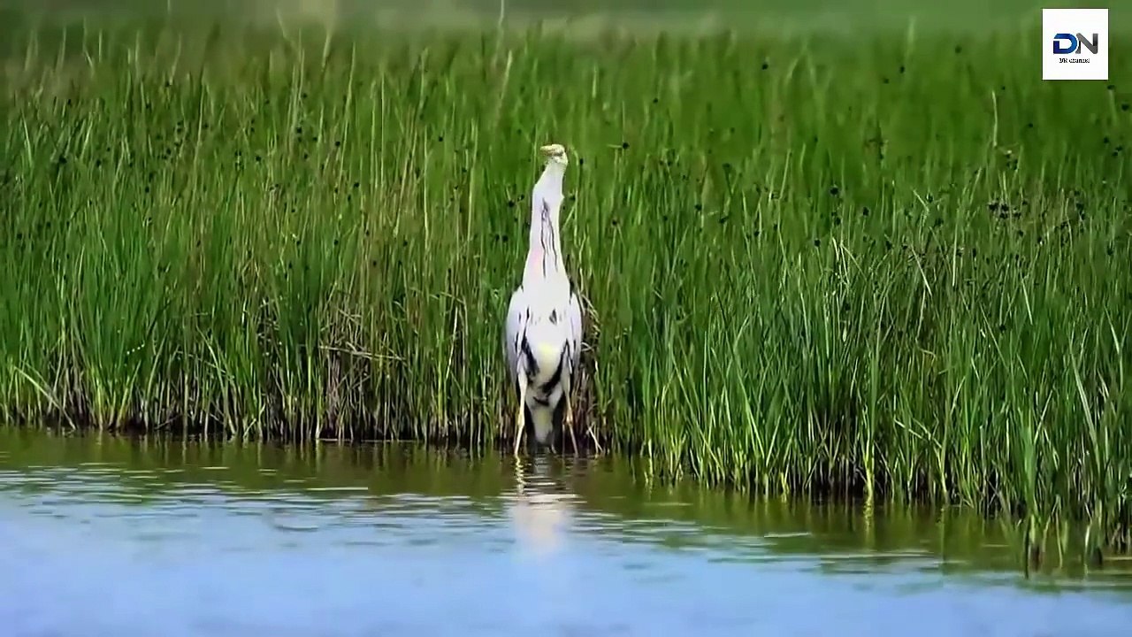 Heron eats huge fish, Heron eating Rabbit, Kills Gophers, dove 헤론 사냥