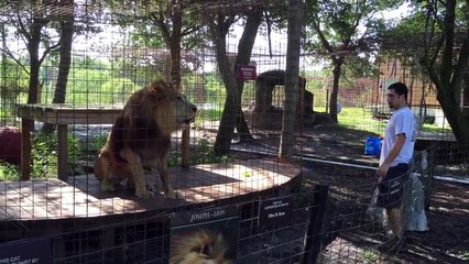 화난 사자 vs 화난 호랑이 누가더무서울까?