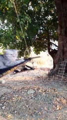 It's a Hard Life for These Pets