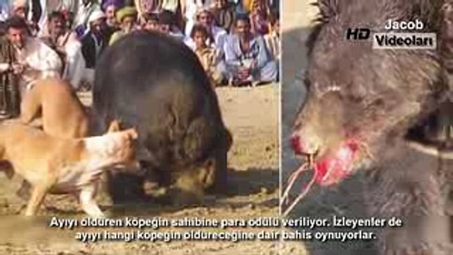 Acımasızca Yapılan 5 Hayvan Dövüşü - Horoz Ayı Köpek Dövüşleri (Kangal vs Pitbull) - Bear Dog Fights