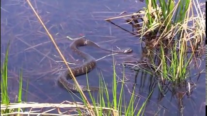 wild nature - The Best Attacks of Wild Animals 2017 part 3