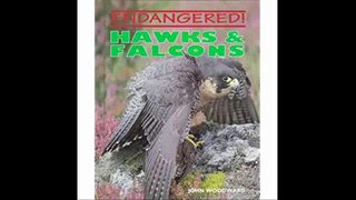 Hawks & Falcons (Endangered!)