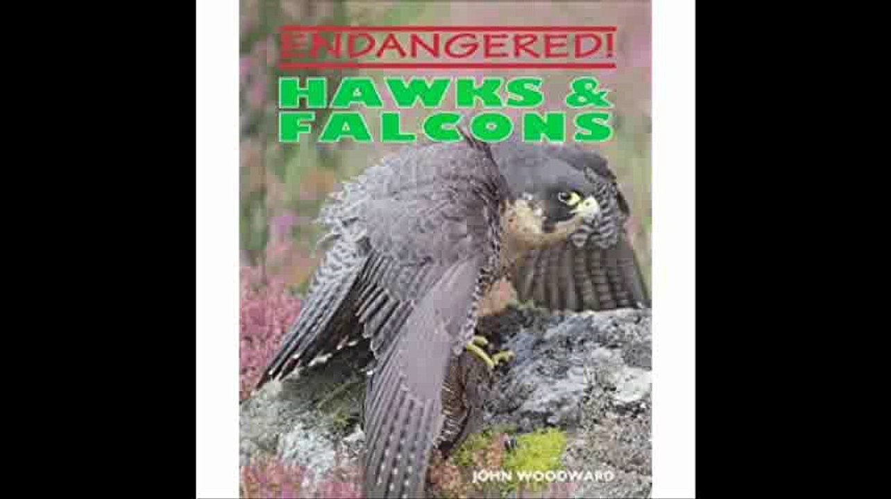 Hawks & Falcons (Endangered!)