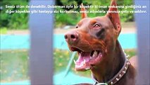 CAUCASİAN OVCHARKA vs DOBERMAN PİNSCHER About Facts ►► Kafkas Çoban Köpeği vs Doberman Hakkında !!!