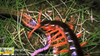 King Snake VS Centipede- The Best Attacks of Wild Animals 2017 part 5