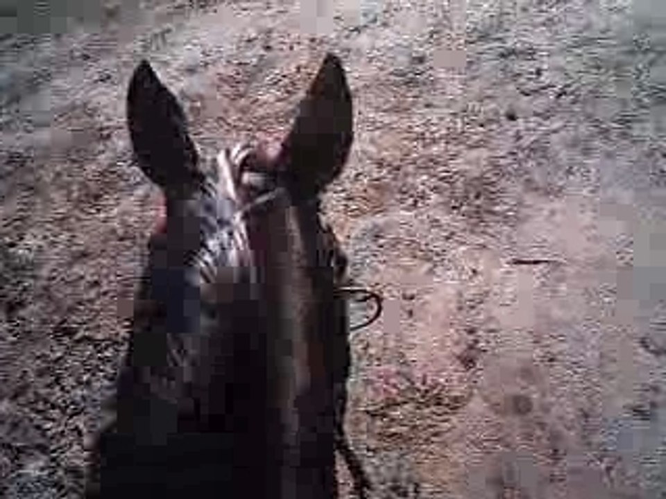 Balade à cheval au pas