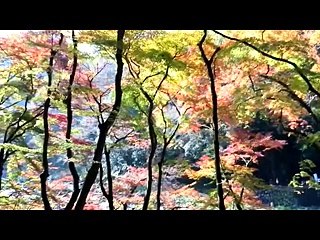 （taoyakaibs)たおやか瓦版豊田市足助町香嵐渓紅葉