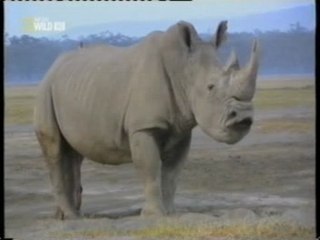 Rinocerontes: Cerebro piel y pies extraordinarios