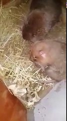 마법 생식 짝짓기 비버 내용