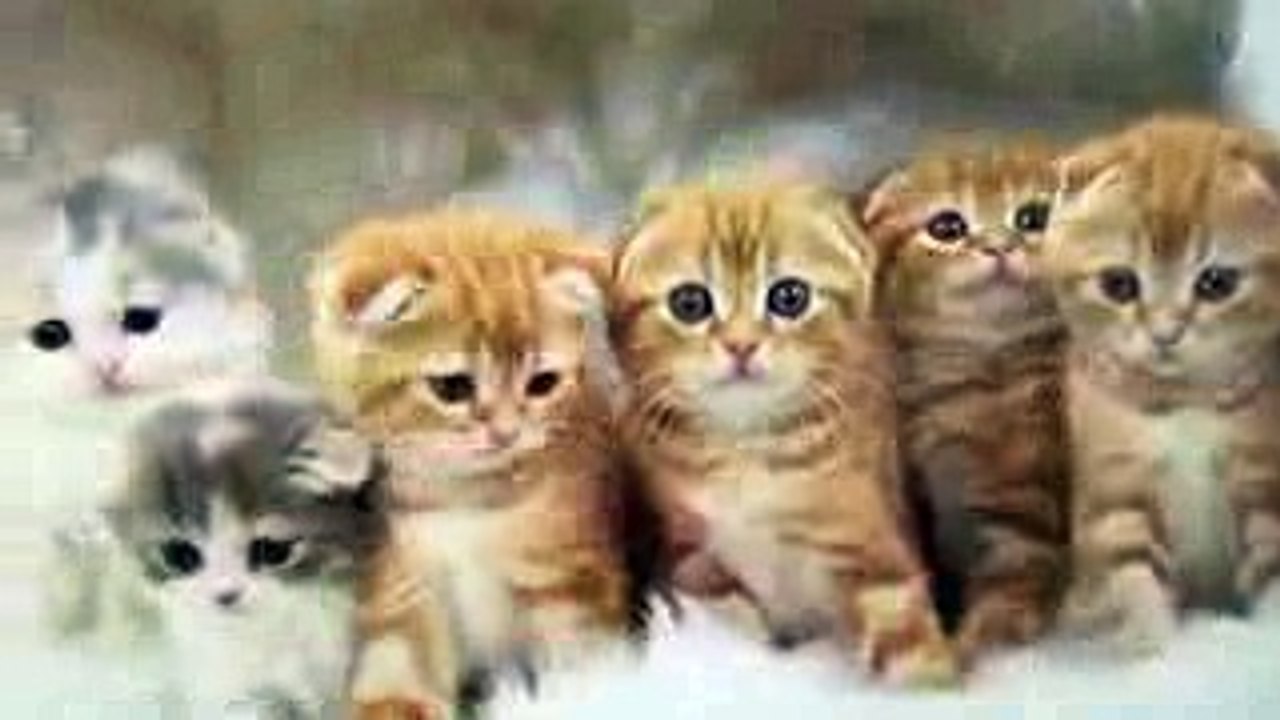 志村どうぶつ園伊野尾慧