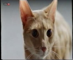 Perro ciego: Gato lazarillo (Altruismo animal) - Vídeo Dailymotion