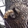 Cet écureuil a un peu trop mangé avant l'hiver... Et ne rentre plus dans son trou