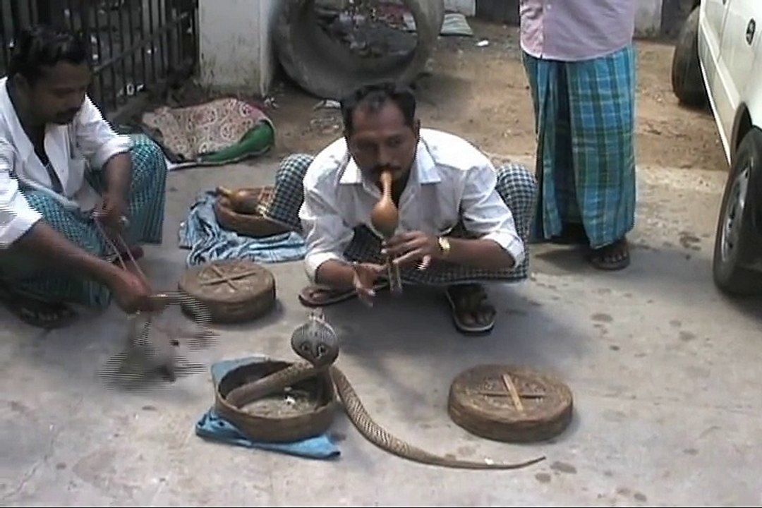 Ce charmeur de serpent se fait mordre au visage par un cobra...