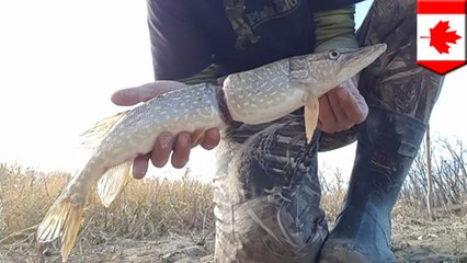 プラスチック容器のラベルに絡まり…体が真っ二つに切断されかけた魚